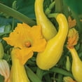 thumbnail image 4 of Burpee Early Summer Crookneck Summer Squash Vegetable Seed, 1-Pack, 4 of 6