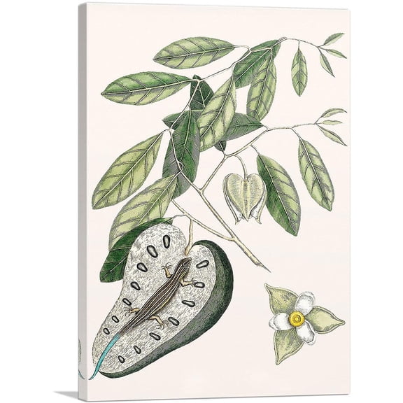 ARTCANVAS Vintage Illustration Of Blue Tail Lizard Canvas Art Print by Mark Catesby - Size: 18" x 12" (1.50" Deep)