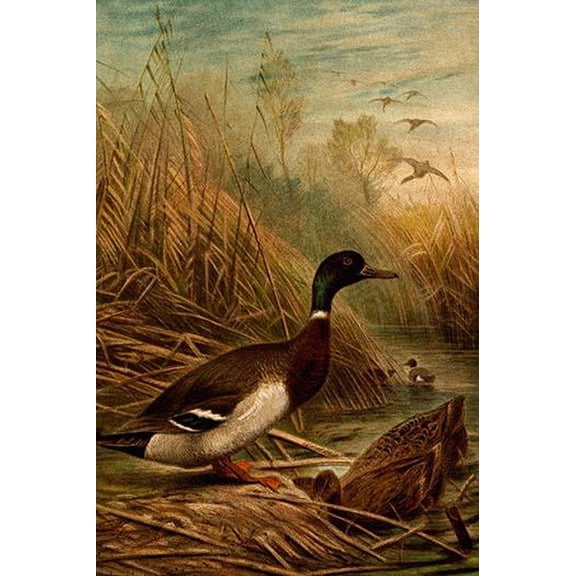 Mallard Duck- Fine Art Canvas Print (20" x 30")