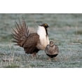 thumbnail image 2 of Garber, Howie 18x13 White Modern Wood Framed Museum Art Print Titled - Greater sage grouse male and female at lek-Hennifer-Utah-USA, 2 of 4
