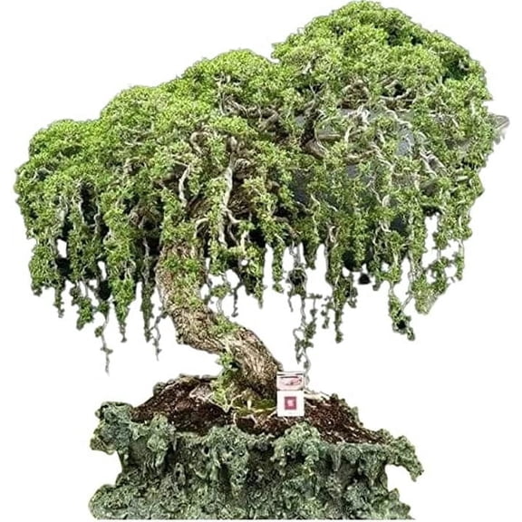 Australian Willow Bonsai Trees Fresh Cutting - Extensive Thick Trunks Fast Growing Light Bonsai Indoor Money Plant - Antique Piece for Your Home and Office