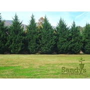 Thuja Green Giant Arborvitae 3 inch deep pot, 12+ inches Tall, Lot of 30