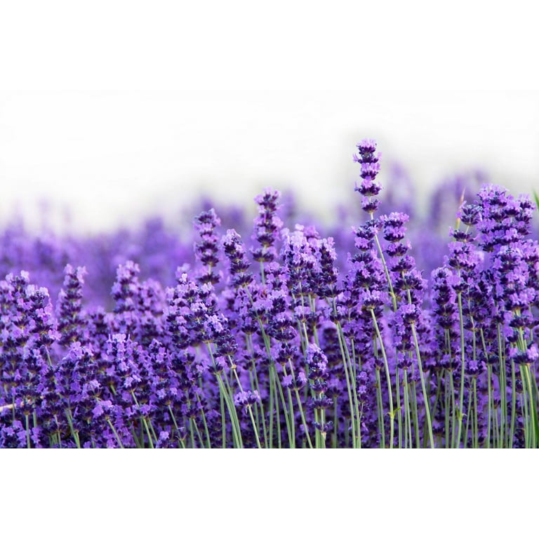 Seedville USA 300 Italian Lavender Lavandula Angustifolia Fragrant Blue  Flowers Herb Seeds - Walmart.com