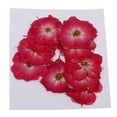 thumbnail image 2 of Hermosas flores prensadas naturales, flores secas para manualidades y joyería de resina. Rosa roja, 2 of 9