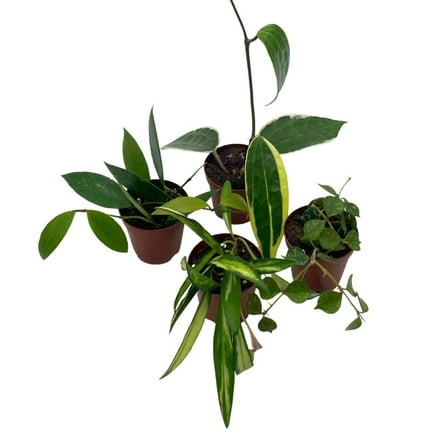 Bubbleblooms 2 Inch Hoya Variety Set- Hindu Rope, Varigated Australis, Lisa, Pubicalyx Splash