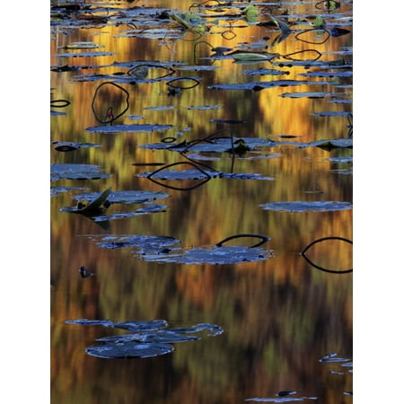 American Lotus in Autumn, Lake of the Ozarks, Missouri, USA Print Wall Art By Charles