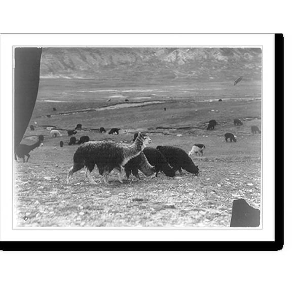 Historic Print, [Alpacas grazing. Peru. ca. 192-.], 16" x 20"