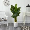 thumbnail image 3 of Nearly Natural 52" Triple Stalk Artificial Banana Tree in White Planter (Real Touch), 3 of 3