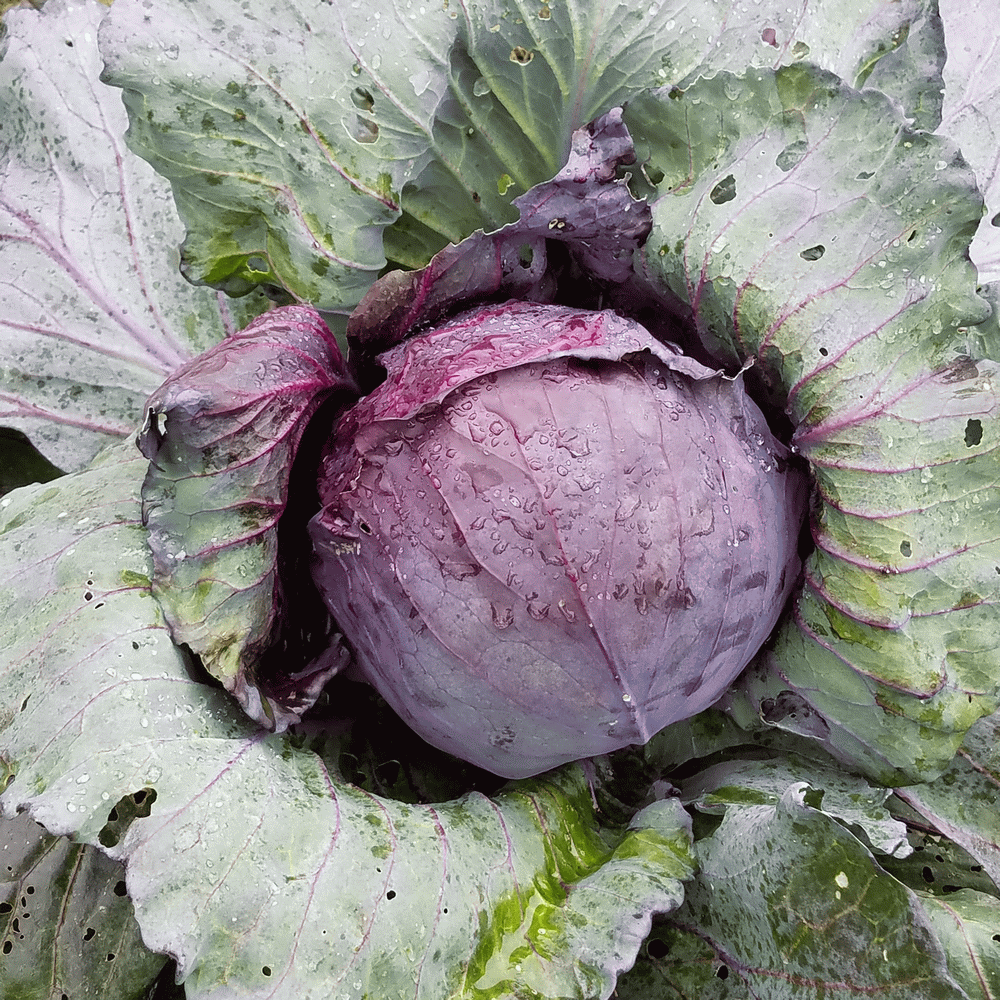 Everwilde Farms 1 Lb Red Acre Cabbage Seeds Gold Vault Bulk Seed