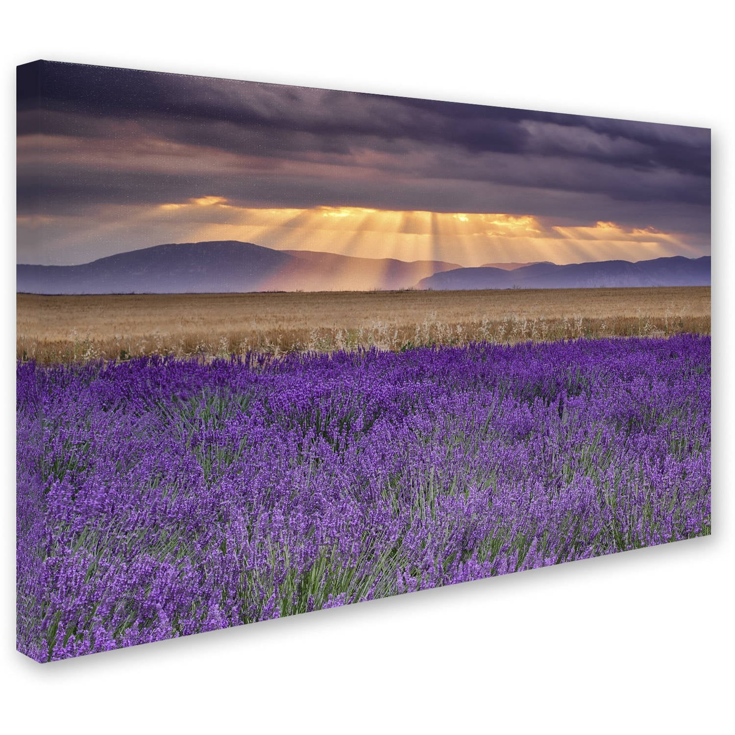 Trademark Fine Art "Lavender Sunbeams" Canvas Art by Michael Blanchette Photography