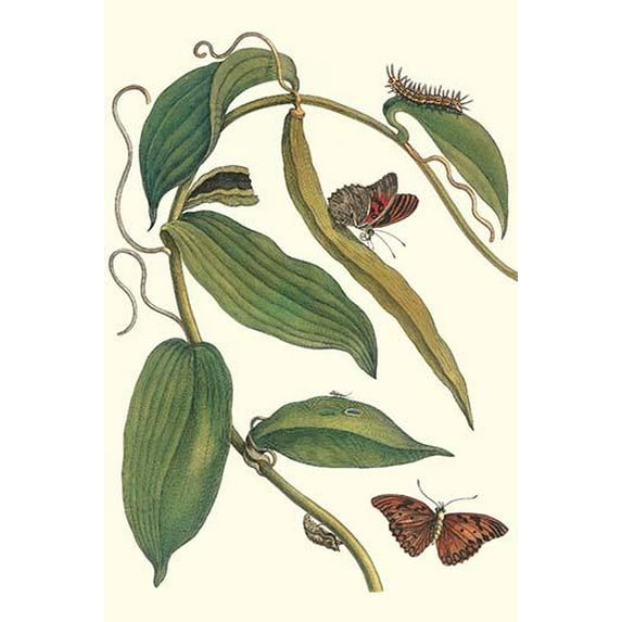 Flat-leaved Vanila Plant with a Gulf Fritillary-Fine Art Canvas Print (20" x 30")