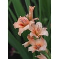 thumbnail image 2 of Bonin, Suzanne 25x32 Gold Ornate Wood Framed with Double Matting Museum Art Print Titled - Peach Gladiolus, 2 of 4