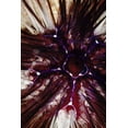 thumbnail image 2 of Factor, Beverly 17x24 White Modern Wood Framed Museum Art Print Titled - Passion Flower - Thailand, 2 of 4