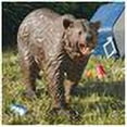 thumbnail image 2 of Design Toscano Grand-Scale Brown Bear Garden Statue, 2 of 3