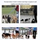 thumbnail image 5 of Correa de Nailon de 3 para Perro, Correa triple Ajustable para caminar, Abrenamiento, Perros Pequeños y Medianos, Acolchado, 5 of 7