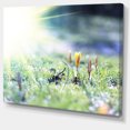 thumbnail image 2 of Beautiful First Spring Flowers At Dawn - Floral Canvas Art Print, 2 of 3