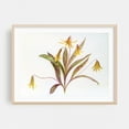 thumbnail image 2 of Trout Lily Botanical - Illustration Floral Botanical Flowers Nature Vintage Art Deco Minimalist Unframed Wall Art Print 18 x 24 inches, 2 of 7