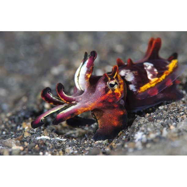 Flamboyant Cuttlefish Metasepia Pfefferi Moving Across The Sand At Night Print Wall Art By Alex Mustard Walmart Com Walmart Com