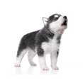 thumbnail image 2 of Cute Little Husky Puppy Wall Decal by Wallmonkeys Peel and Stick Graphic (24 in H x 22 in W) WM201302, 2 of 4