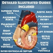 Evviva Sciences Human Heart, Torso and Skeleton Models - Best Set of 3 Hands-On 3D Model Study Tools for Anatomy and Physiology Students - with Anatomical Guide by Physicians - Learning Kit