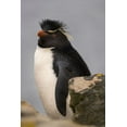 thumbnail image 2 of Jaynes Gallery 11x14 Black Ornate Wood Framed with Double Matting Museum Art Print Titled - Falkland Islands-New Island Close-up of rockhopper penguin, 2 of 4