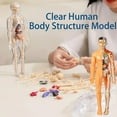 thumbnail image 2 of Clear Human Body Structure Model, 29 Piece 3D Anatomy Figure Kit, Organizeh Humans Body Skeleton Models Kits with Instruction Guide, DIY Assembled Human Torso Organ Model (C#), 2 of 9