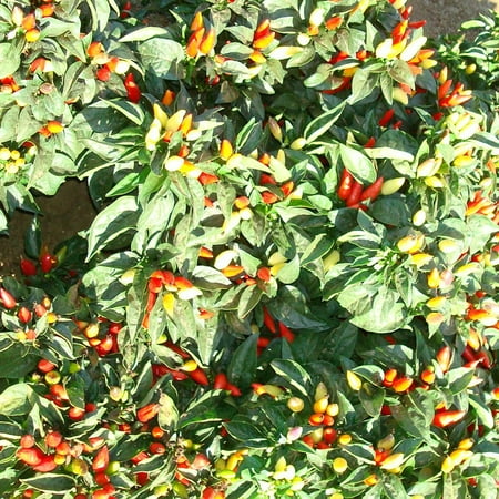 Little Elf Ornamental Hot Pepper Seeds - 1 Oz ~5000 Seeds - Non-GMO Heirloom - Vegetable Garden - Capsicum annuum