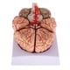 thumbnail image 1 of Herramienta de aprendizaje de enseñanza de modelo de cerebro anatómico desmontado, 1 of 9