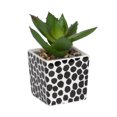 thumbnail image 1 of Kibo Mini Faux Succulent Dots Pot, 1 of 5