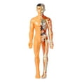 thumbnail image 1 of Human Body Simulation Organ Model Children‘S Toys  Organ Bone Structure  Cognitive Science Education Puzzle  Diy Model Teaching, 1 of 8