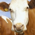 thumbnail image 1 of Alicates para nariz de ganado, Clip , herramientas suaves para tirar de ganado, práctico anillo de toro veterinario para piezas shamjiam  Alicates de nariz de ganado, 1 of 8