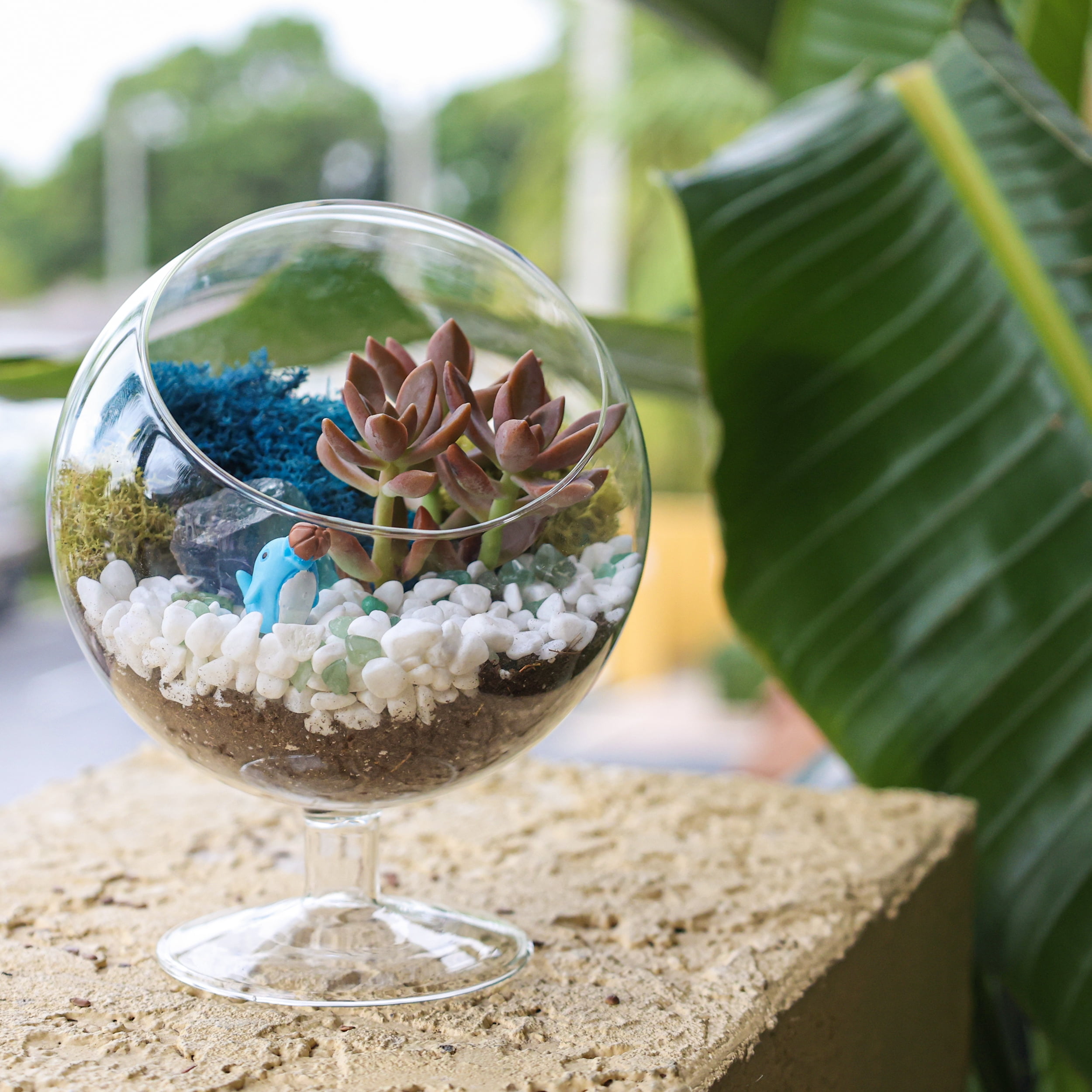 Succulent Glass Terrarium Kit, DIY Gift Plant Box