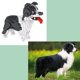 thumbnail image 3 of 950 piezas. Border Collie (perro pastor). Figura para armar con nanoblocks., 3 of 4