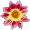 thumbnail image 5 of Better Homes & Gardens 2 Quart Multicolor Dahlia Annual Flowers Outdoor Live Plants Full Sun, 5 of 8