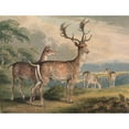 thumbnail image 2 of Samuel Howitt 18x15 Black Ornate Wood Framed Double Matted Museum Art Print Titled - Stag, Doe and Fawns, 2 of 5