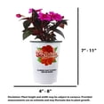 thumbnail image 4 of Sunpatiens 9" Pink Bicolor Sunpatiens Impatiens Live Plants in 5" Grower Pot Full Sun, 4 of 7
