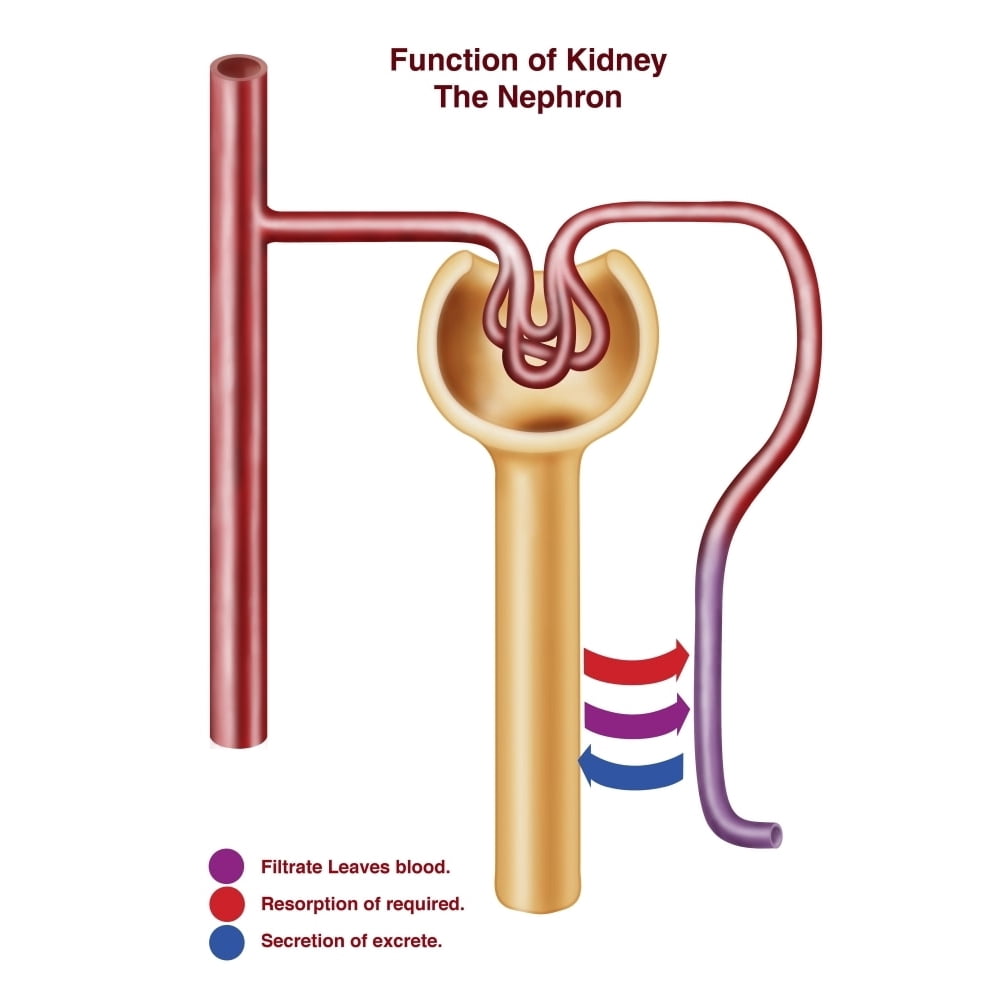 This Is The Functional Unit Of The Kidney. Diagram of a nephron, the functional unit of excretion in the human