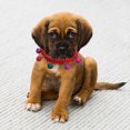 thumbnail image 4 of Soft Acrylic Pet Collar With For Small Cats And Dogs Comfortable Lightweight Adjustable Indoor Outdoor Use, 4 of 4
