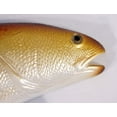 Replica Red Drum Fish Ocean Restaurant Wall Decor 28 inch
