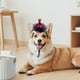 thumbnail image 4 of Gorro ajustable para mascotas de Halloween para gatos y perros | Tocado festivo para fiestas • Motivos clásicos espeluznantes • Ajuste seguro de talla única • Poliéster suave seguro para mascotas •, 4 of 5