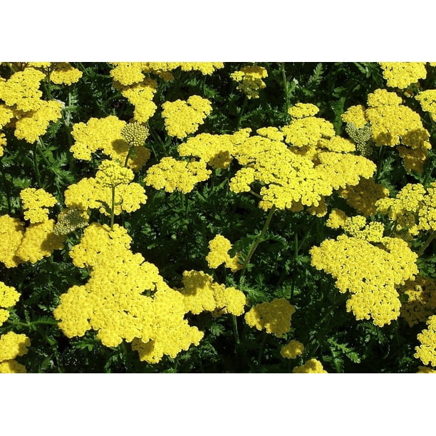 Moonshine Yarrow Perennial Achillea NEW! Gallon Pot