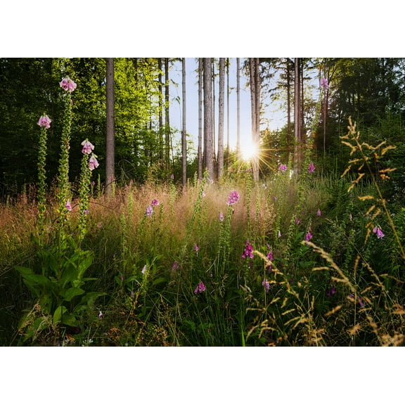 Summer Glade Wall Mural
