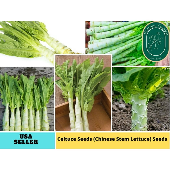 25 Seeds| Celtuce Seeds, (Chinese Stem Lettuce) -Authentic Seeds ~GMO Free ~Seeds~Flower seeds~Vegetable seeds~Asian Garden~Herbs B5G1 #7026