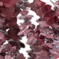 thumbnail image 4 of 9 Stems Preserved Baby Eucalyptus Red 20 - 22", 4 of 6
