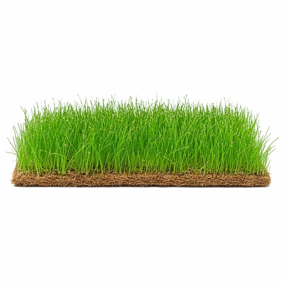 Canton Aquatics Dwarf Hairgrass Live Aquarium Plant, Green Premium Mat 3 x 5 in
