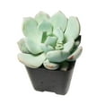 thumbnail image 6 of Graptoveria Moonglow (4"+ Clay Pot) - Tiny, Lovely, Easy to Care Succulent for Beginners - Live Succulent for Home Office, 6 of 8