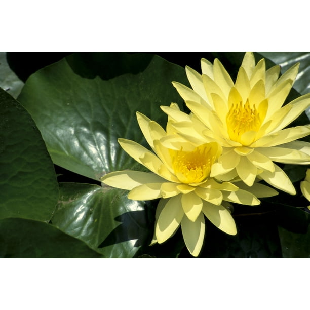 Two Yellow Water Lilies Close Up Lily Pad Posterprint Walmart Com Walmart Com