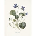 thumbnail image 3 of Babbitt, Gwendolyn 12x14 Black Modern Framed Museum Art Print Titled - Sweet Violets, 3 of 5