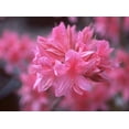 thumbnail image 2 of Expert Gardener 2.25G Azalea Rosy Lights Flowering Live Shrubs Full Sun Pink, 2 of 2