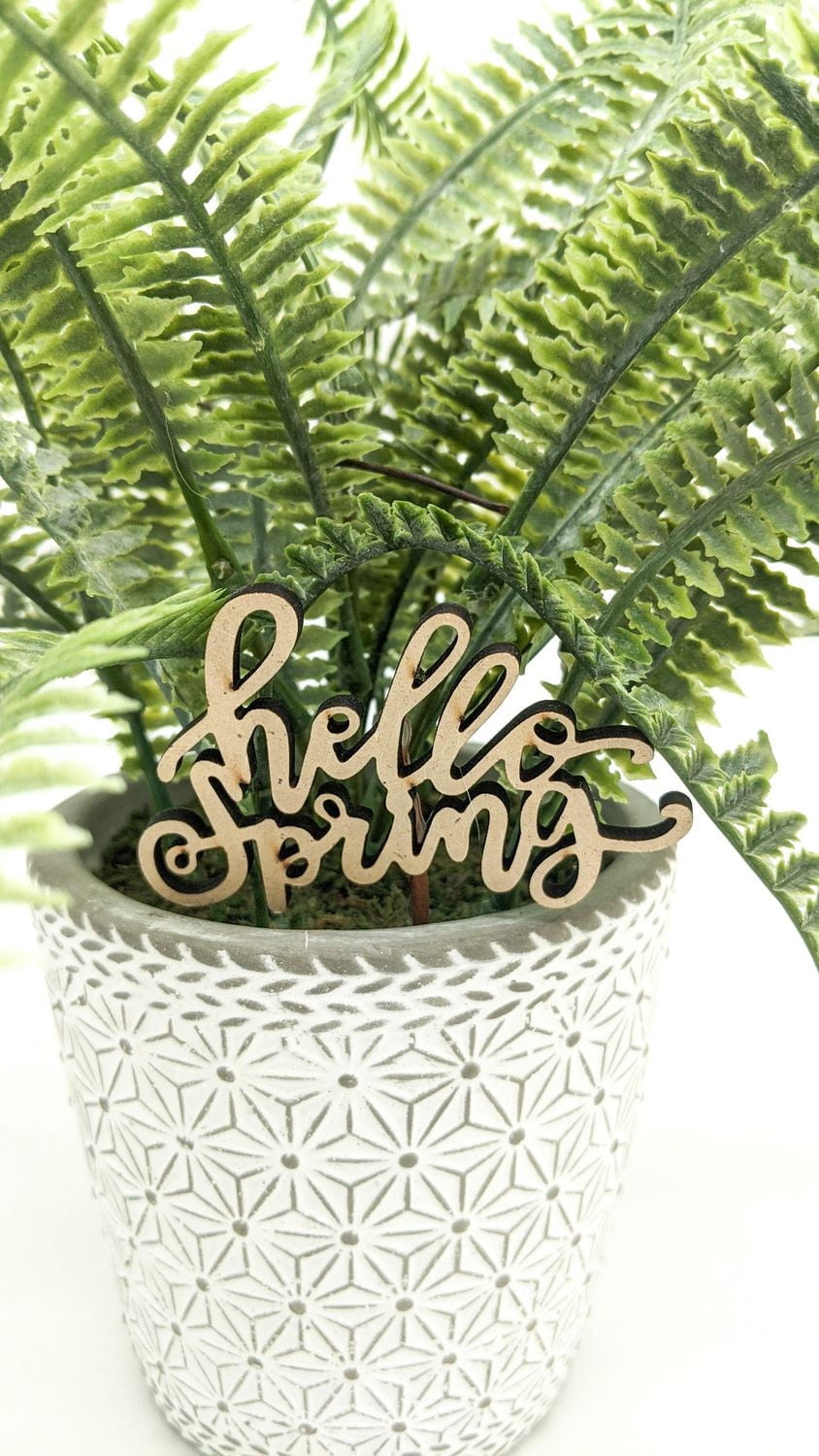 Way to celebrate LEATHER FERN POTTED, 9"